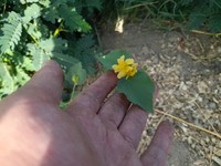 Umbrella Indian Mallow