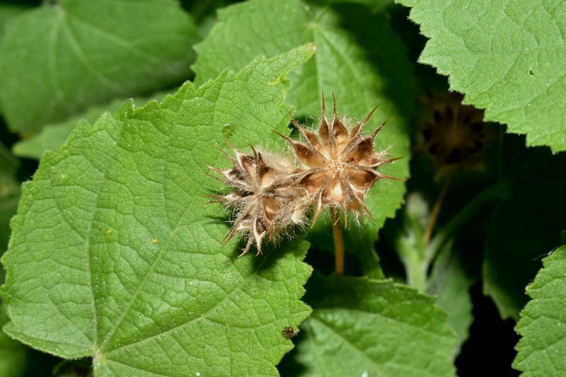 Umbrella Indian Mallow photo 2