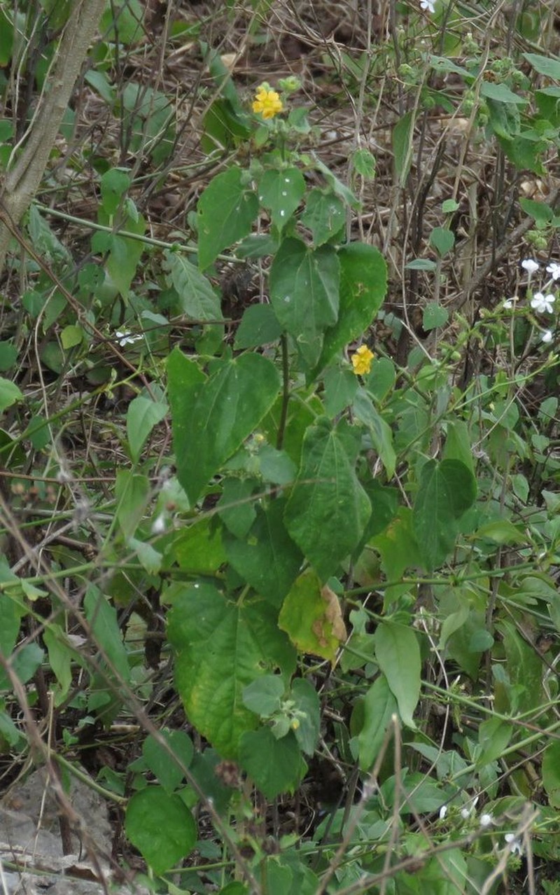 Umbrella Indian Mallow photo 5