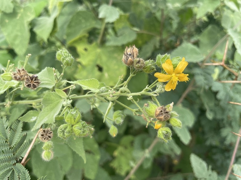 Umbrella Indian Mallow photo 6