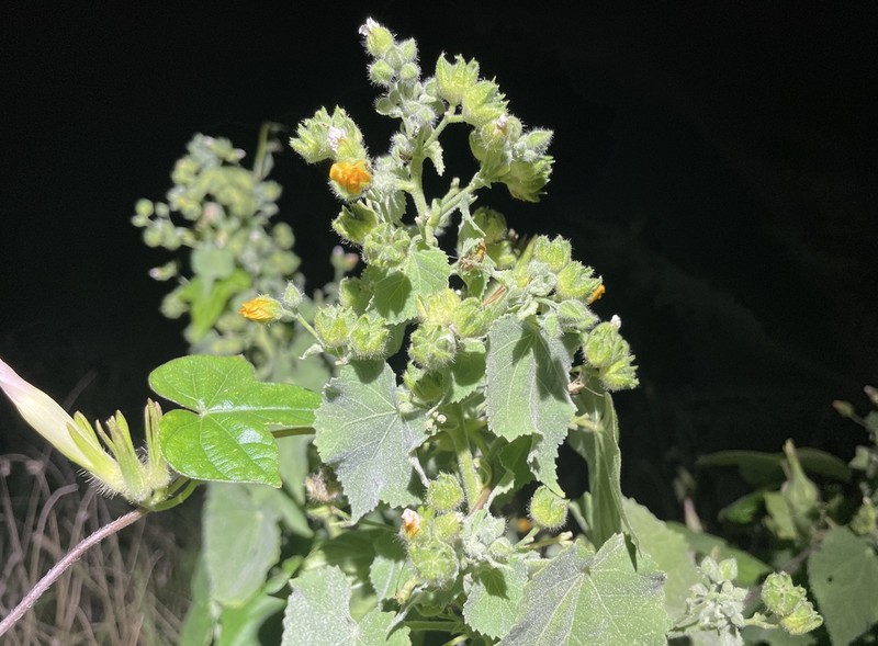 Umbrella Indian Mallow photo 7