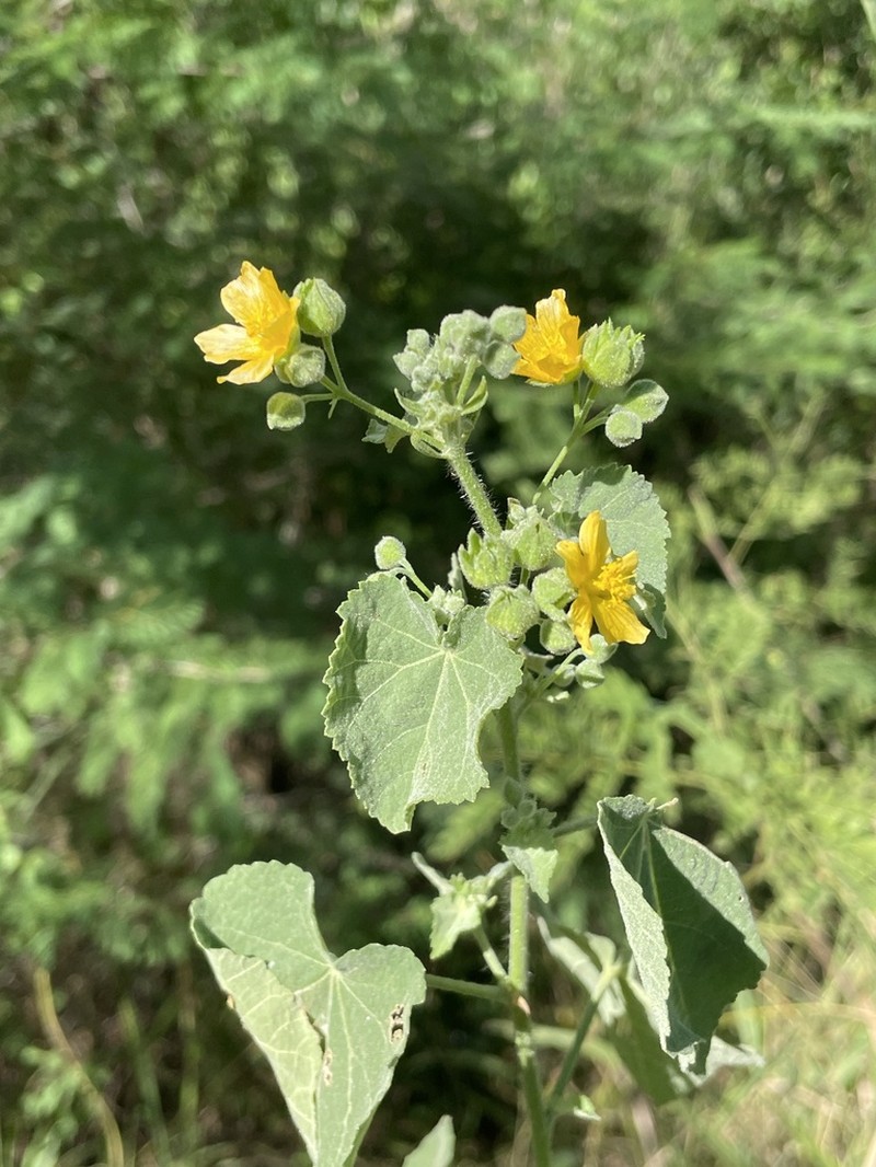 Umbrella Indian Mallow photo 8