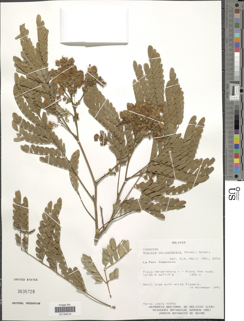 Pseudalbizzia coripatensis