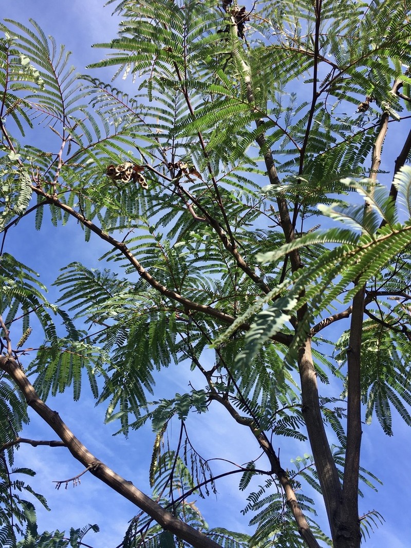 Pseudalbizzia edwallii
