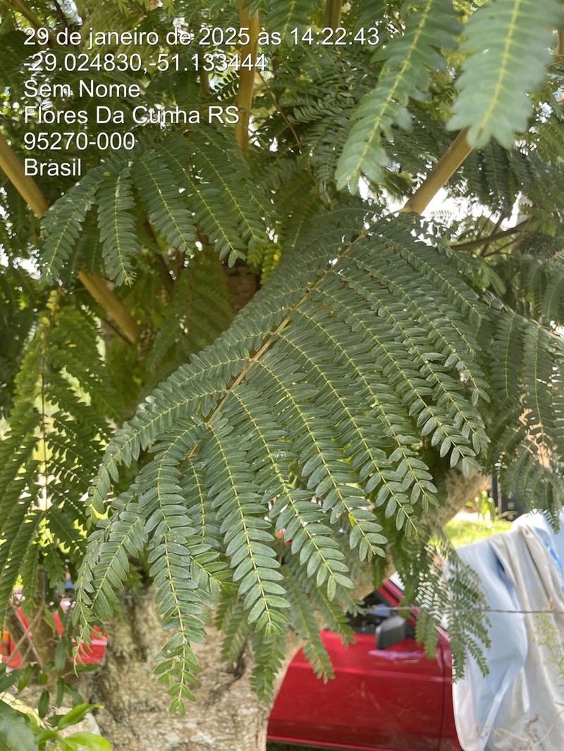 Pseudalbizzia edwallii photo 2