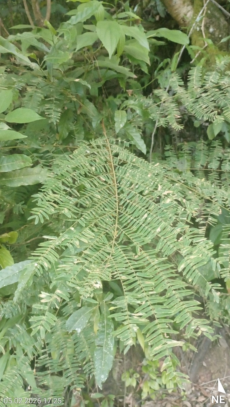 Pseudalbizzia edwallii photo 3