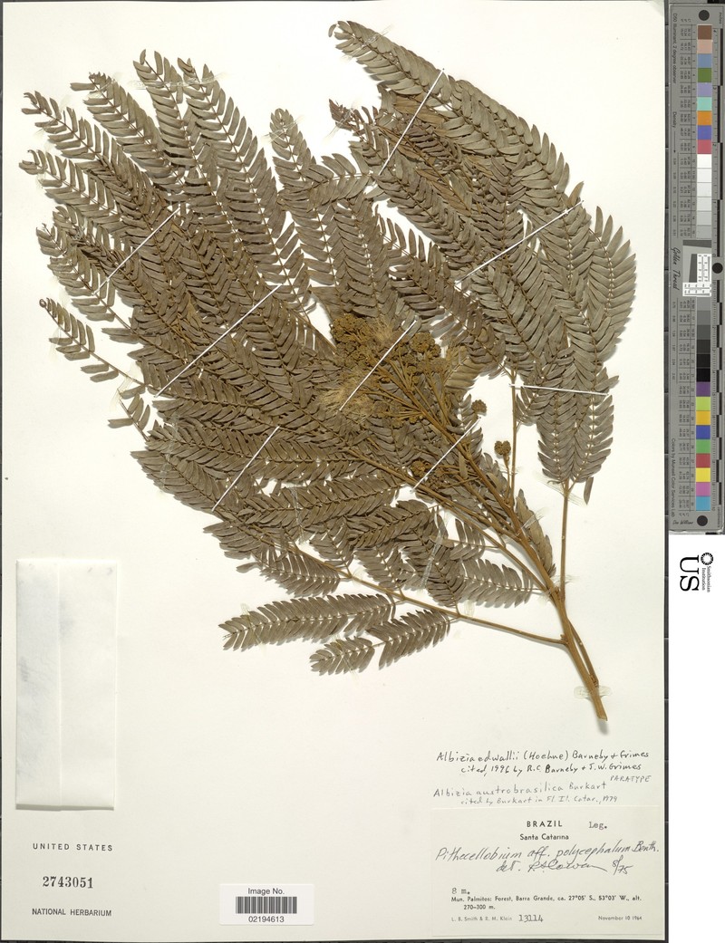 Pseudalbizzia edwallii photo 4