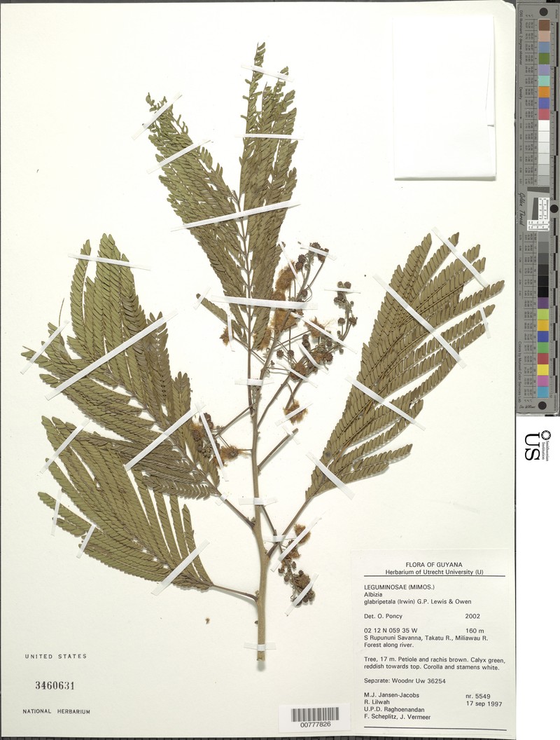 Pseudalbizzia glabripetala