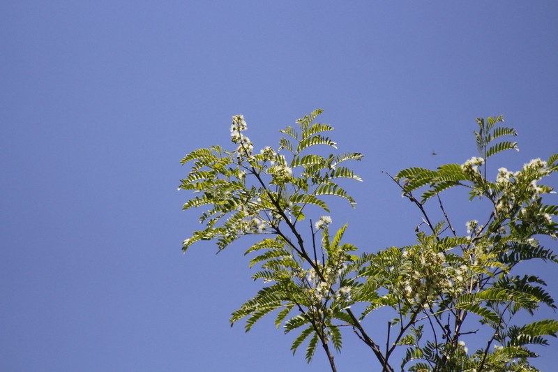 Pseudalbizzia inundata