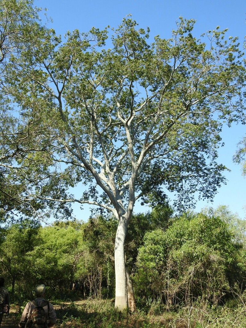 Pseudalbizzia inundata photo 3