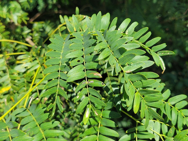 Pseudalbizzia inundata photo 4