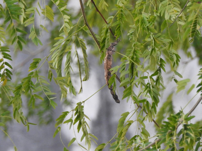 Pseudalbizzia inundata photo 5