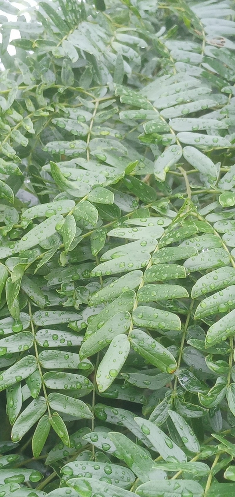 Pseudalbizzia inundata photo 6