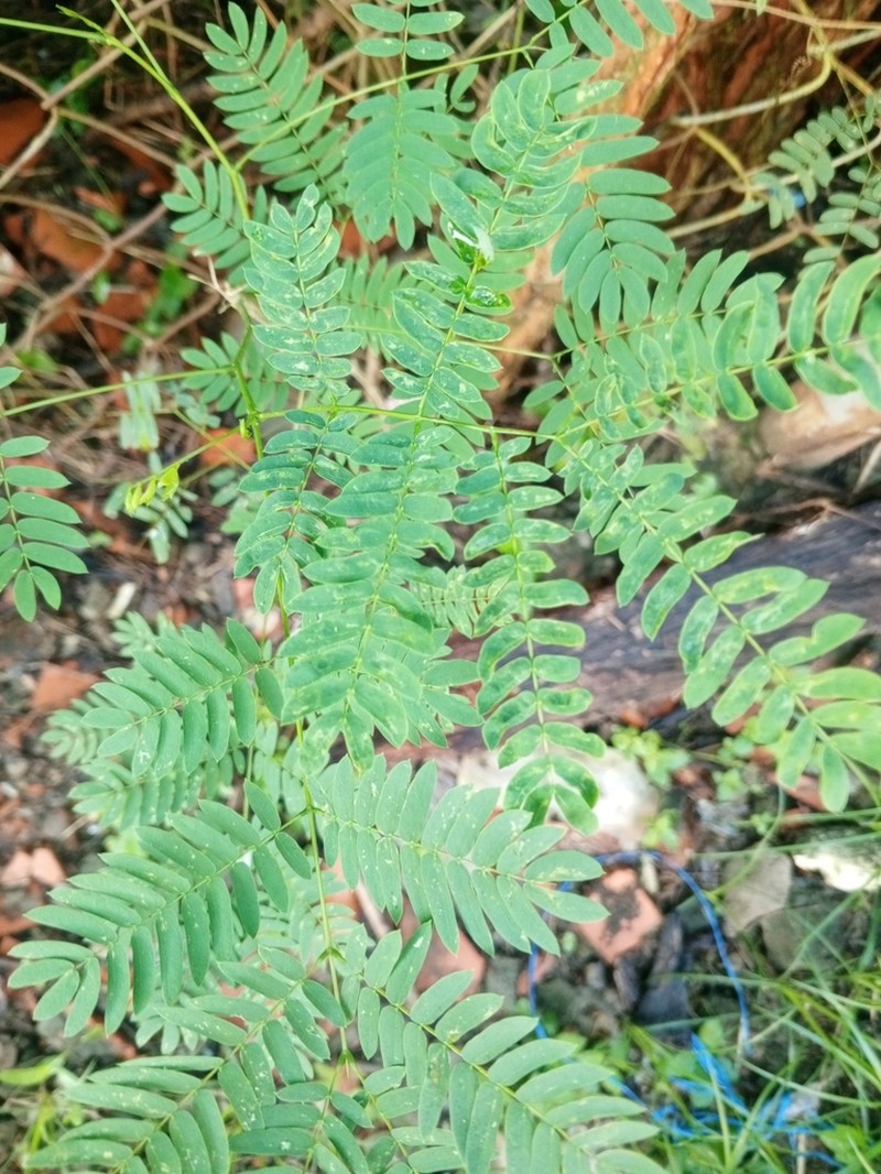 Pseudalbizzia inundata photo 7
