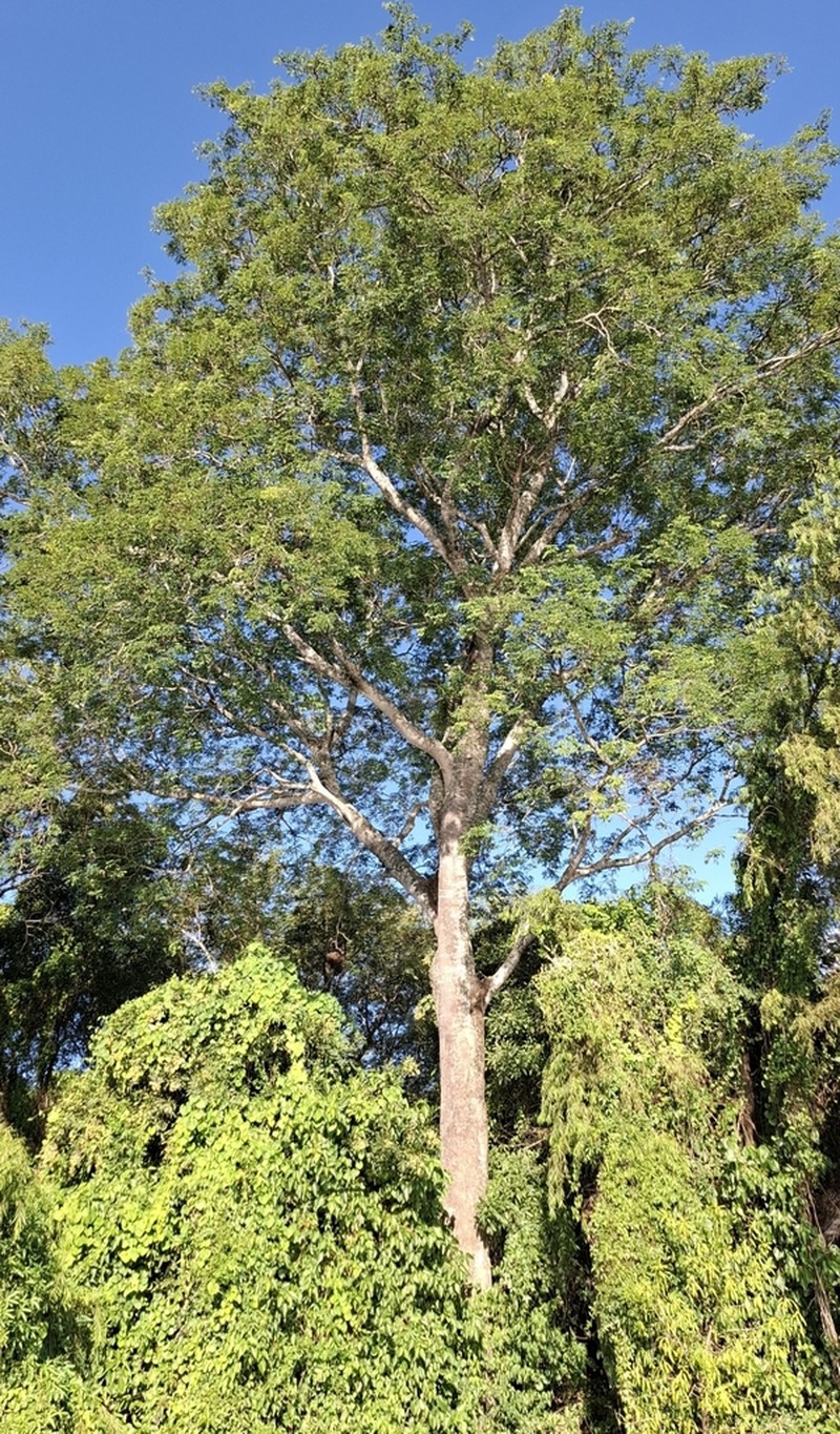Pseudalbizzia inundata photo 8