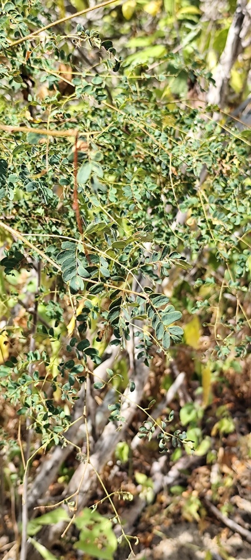 Pseudalbizzia multiflora