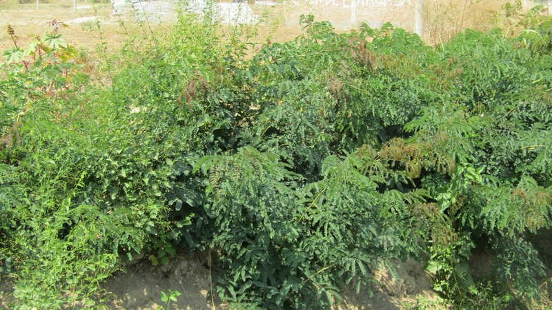 Pseudalbizzia multiflora photo 2