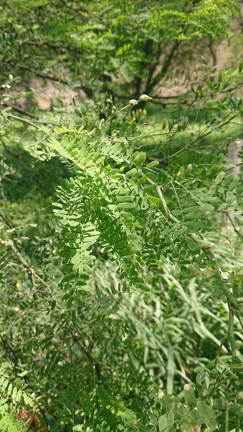 Pseudalbizzia multiflora photo 3