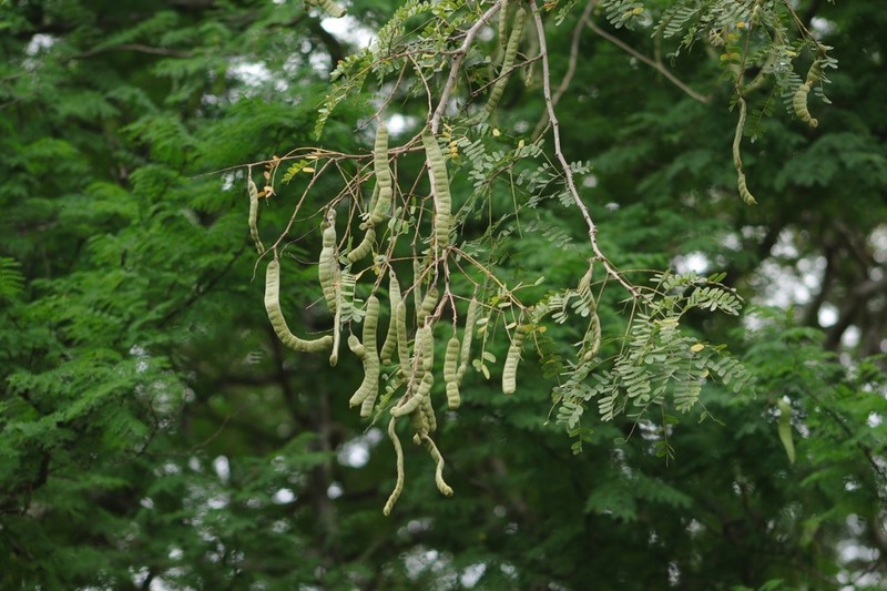 Pseudalbizzia multiflora photo 4