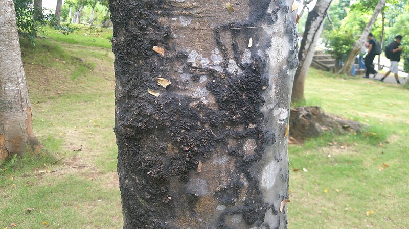Pseudalbizzia multiflora photo 5