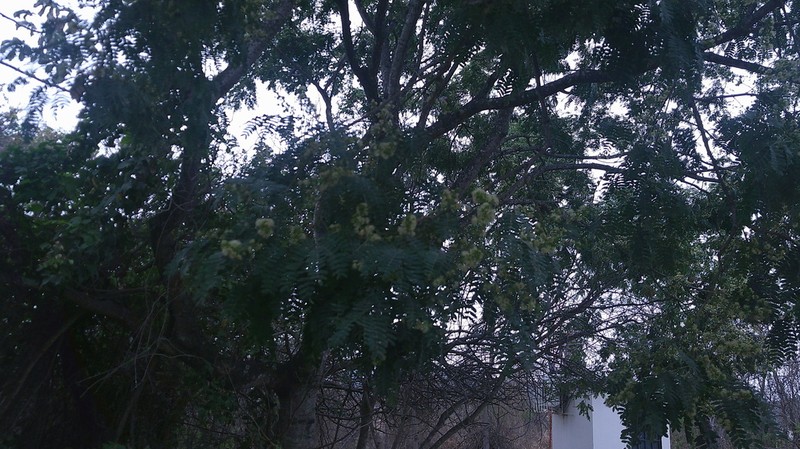 Pseudalbizzia multiflora photo 6