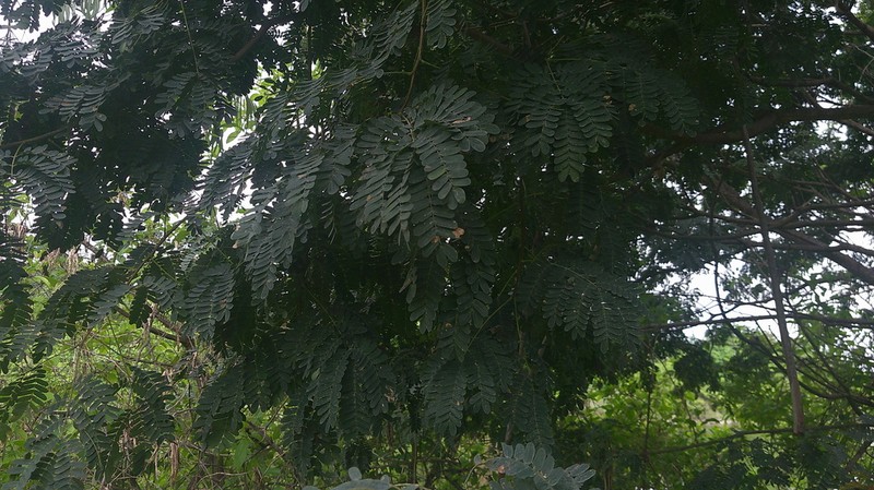 Pseudalbizzia multiflora photo 7