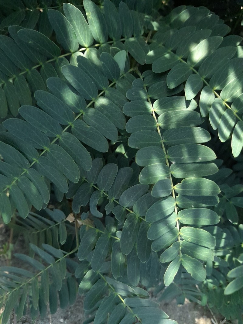 Pseudalbizzia multiflora photo 8