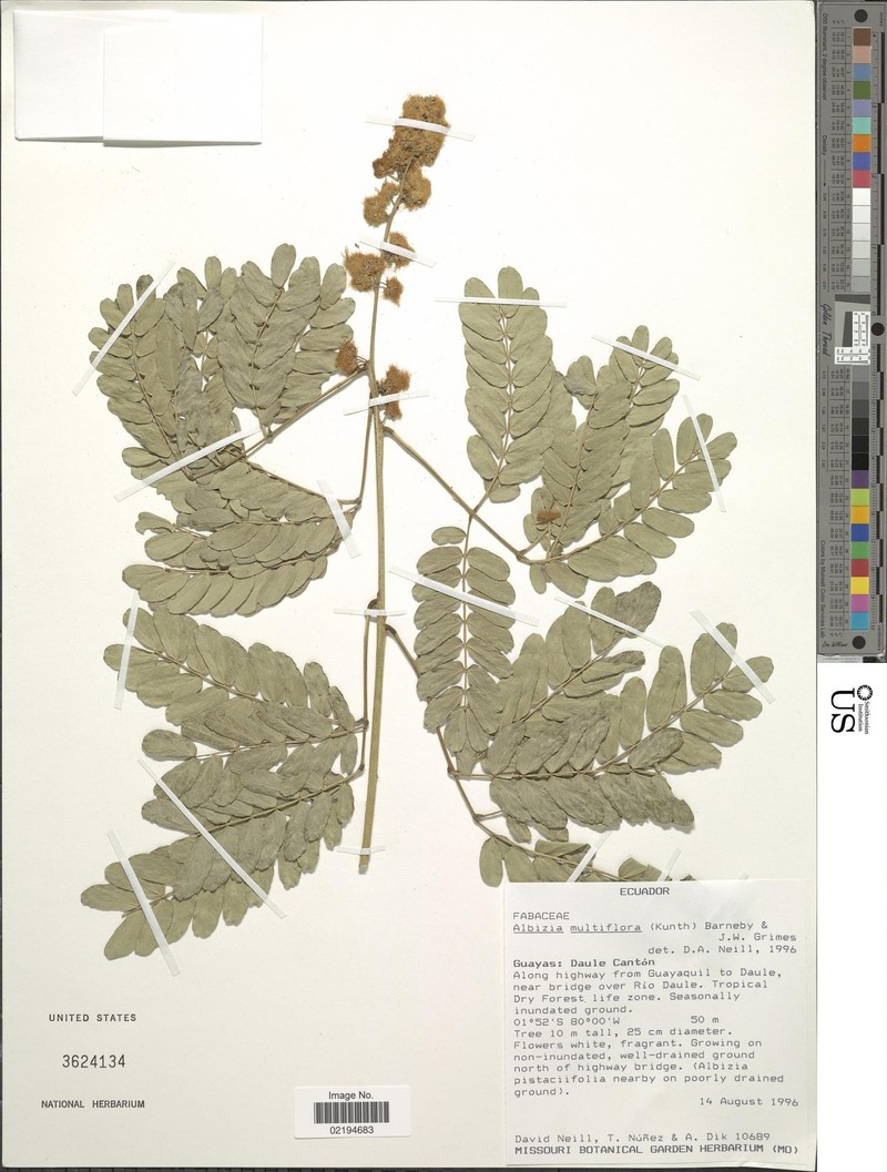Pseudalbizzia multiflora var. multiflora
