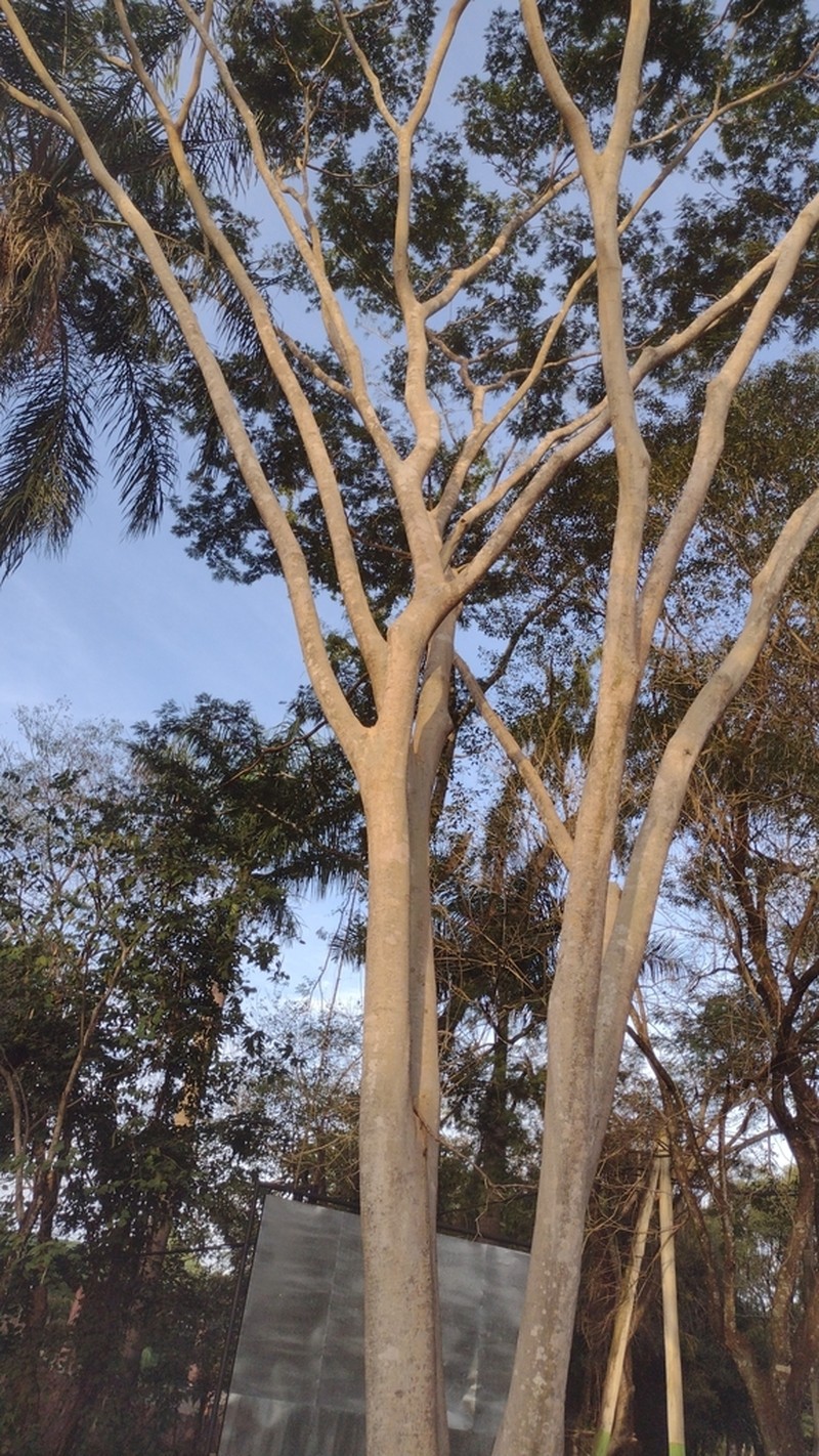 Pseudalbizzia niopoides