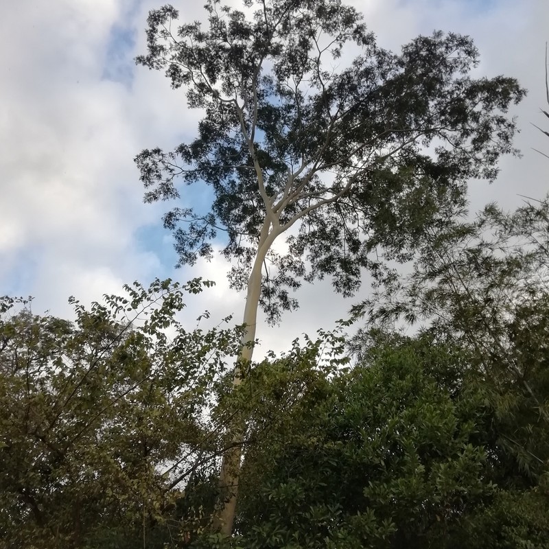 Pseudalbizzia niopoides photo 2