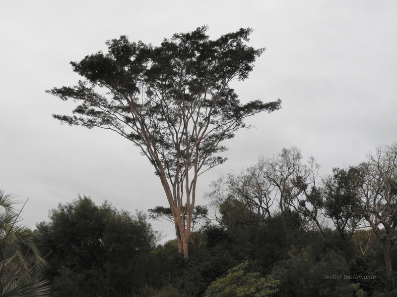Pseudalbizzia niopoides photo 3