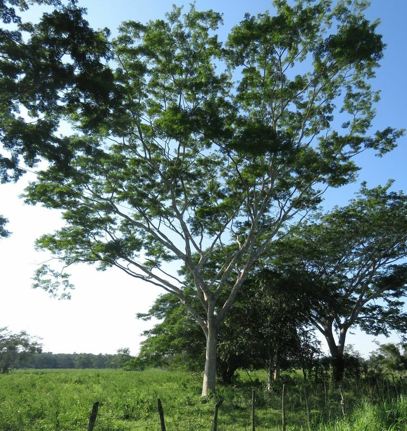 Pseudalbizzia niopoides photo 5