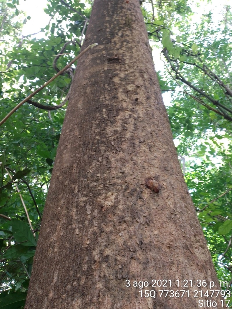 Pseudalbizzia niopoides photo 6