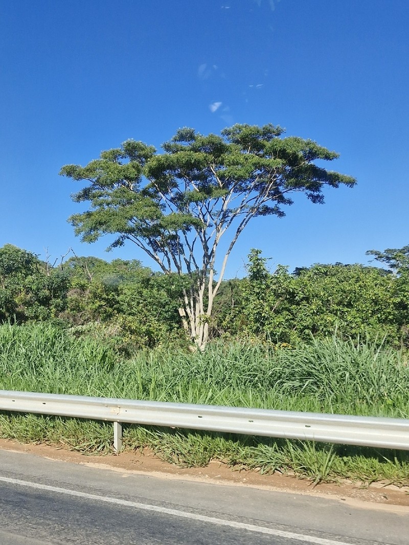 Pseudalbizzia niopoides photo 8