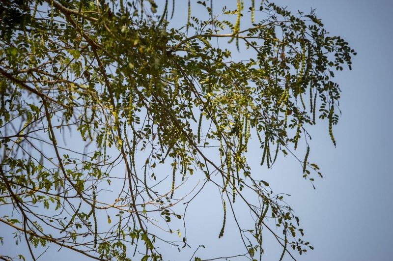 Pseudalbizzia pistaciifolia