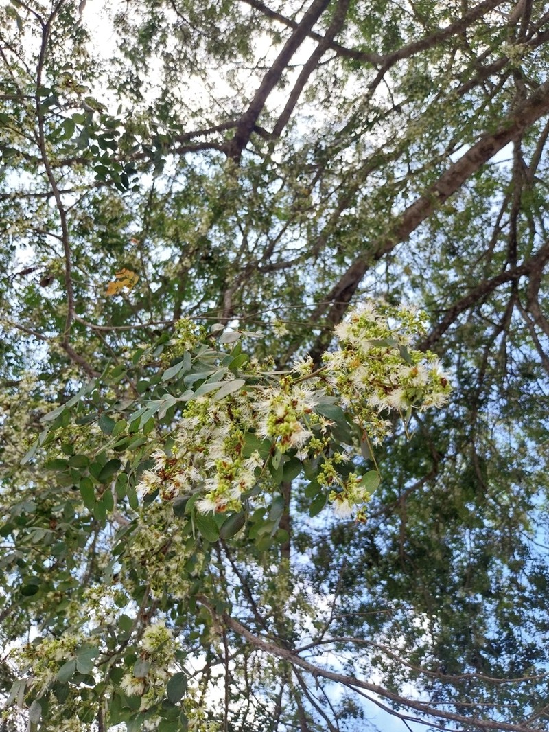 Pseudalbizzia pistaciifolia photo 3