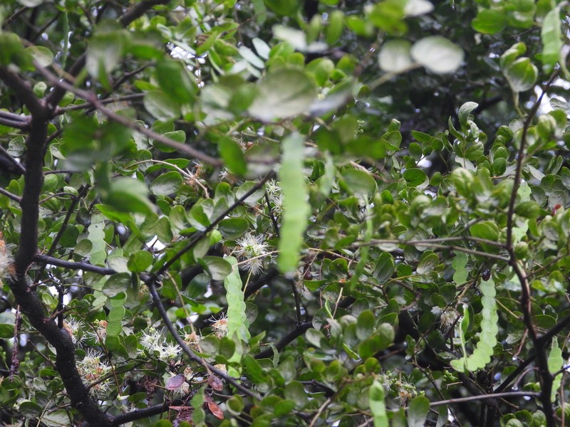 Pseudalbizzia pistaciifolia photo 4