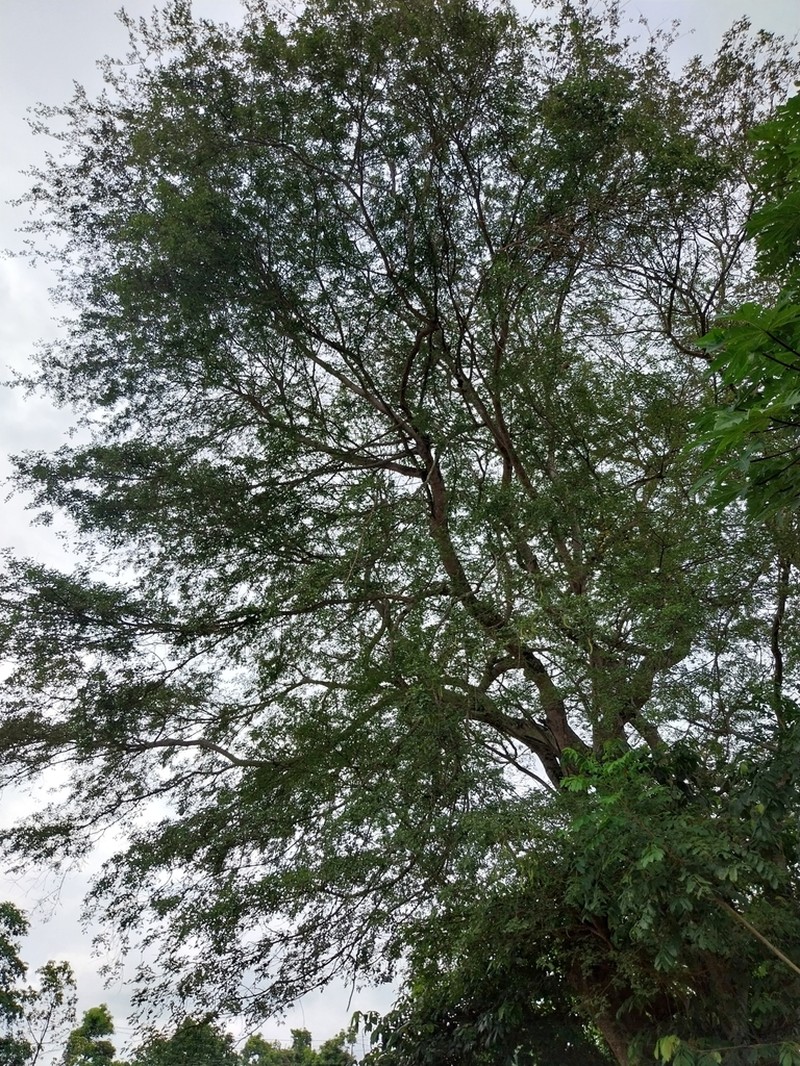Pseudalbizzia pistaciifolia photo 5