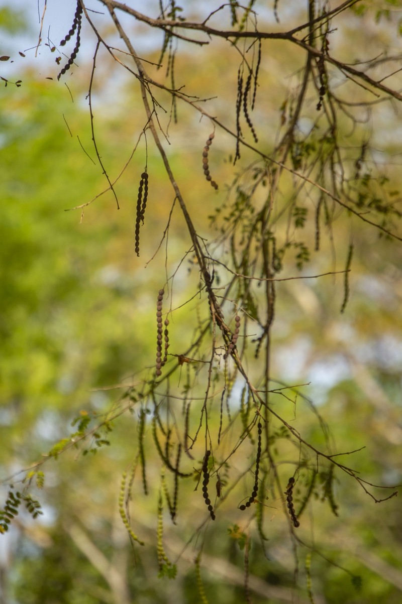 Pseudalbizzia pistaciifolia photo 7