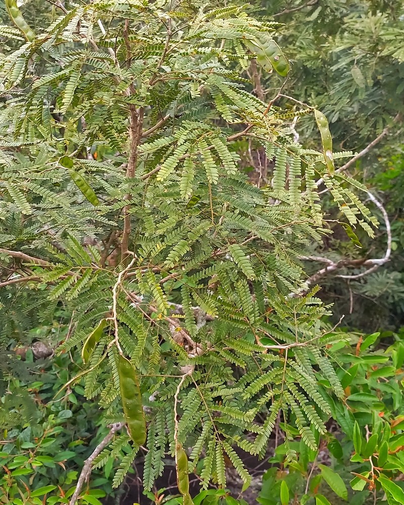 Pseudalbizzia polycephala photo 3
