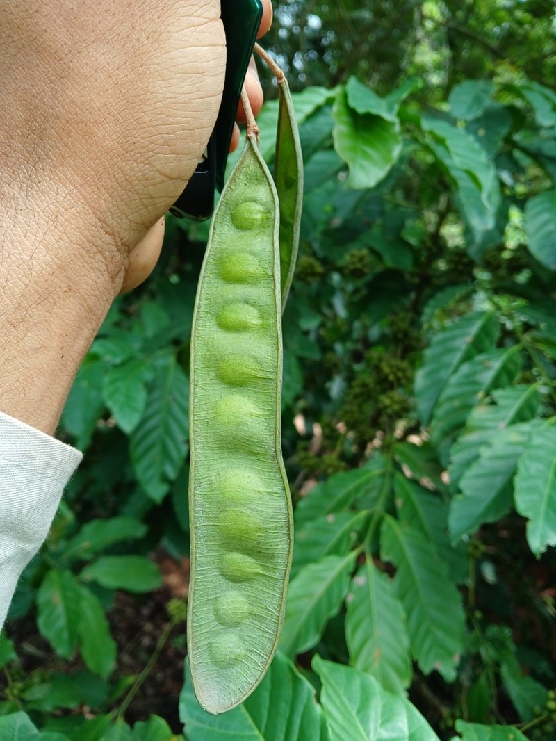Pseudalbizzia polycephala photo 5