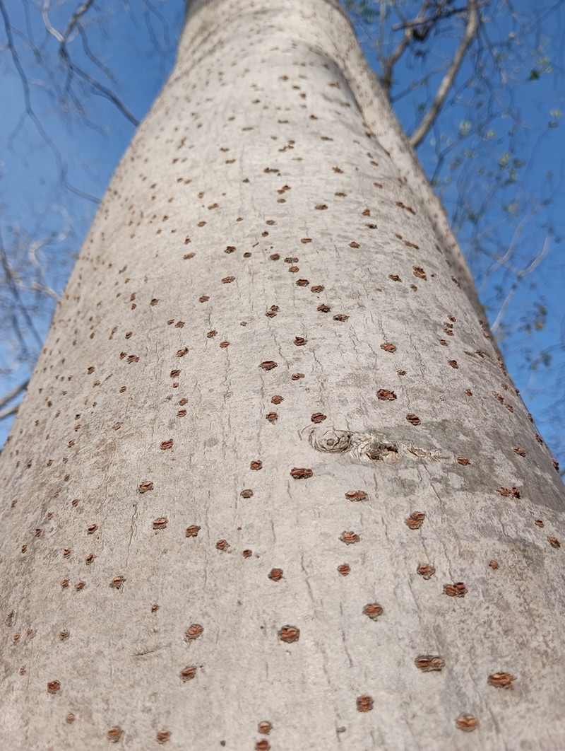 Pseudalbizzia sinaloensis