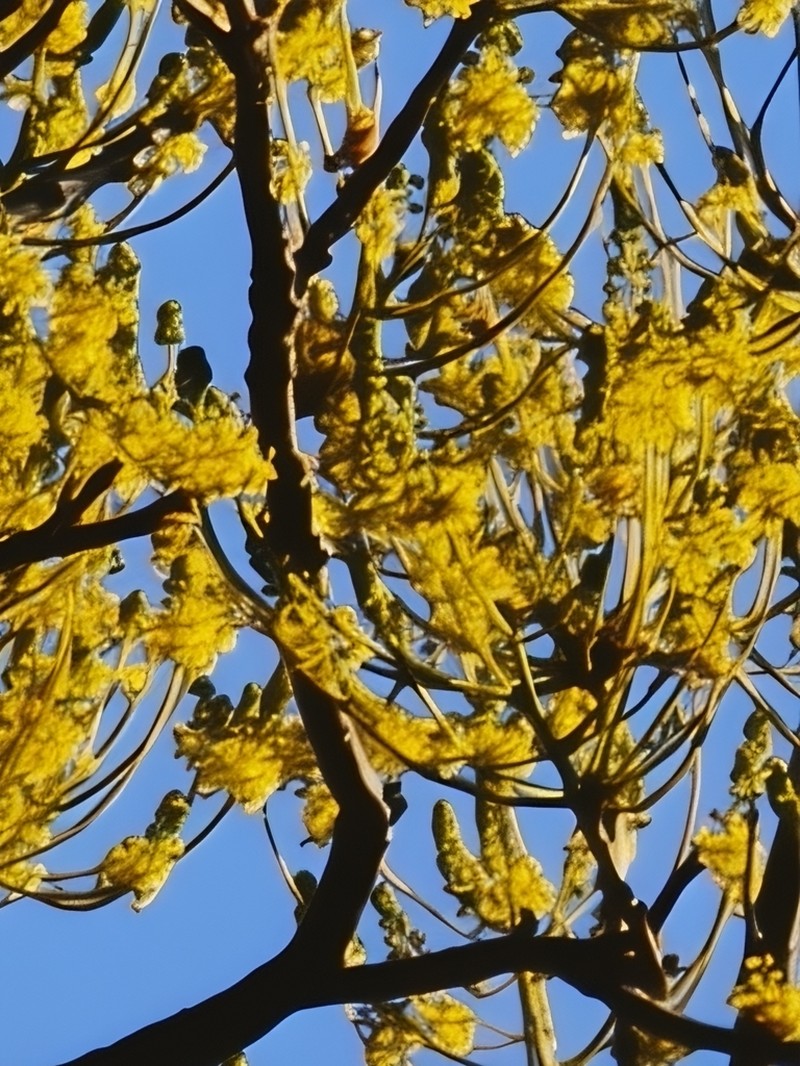 Pseudalbizzia sinaloensis photo 2