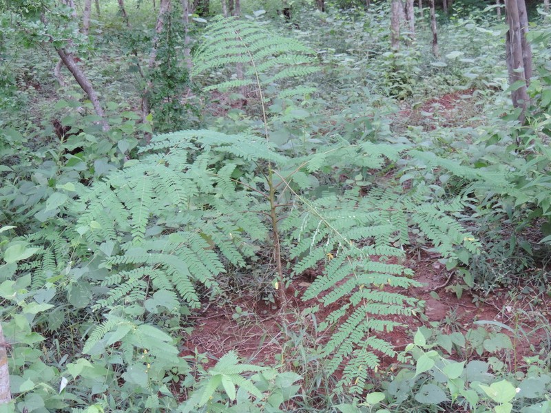 Pseudalbizzia sinaloensis photo 3