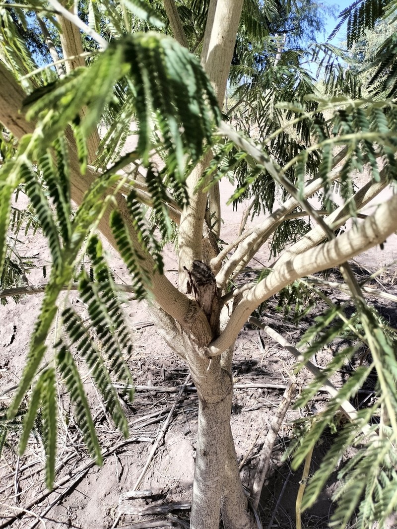 Pseudalbizzia sinaloensis photo 4