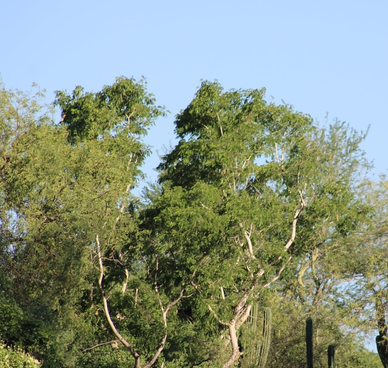 Pseudalbizzia sinaloensis photo 5