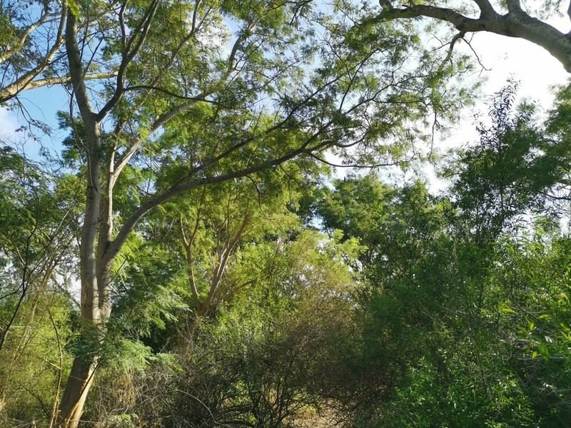 Pseudalbizzia sinaloensis photo 6