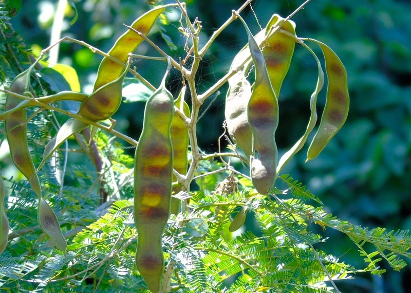 Pseudalbizzia sinaloensis photo 7