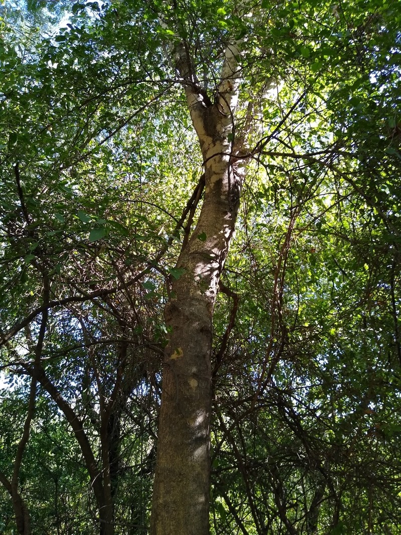 Pseudalbizzia sinaloensis photo 8