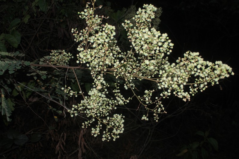 Pseudalbizzia subdimidiata